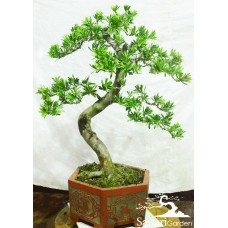 Lohansung Cincuan (podocarpus sp)